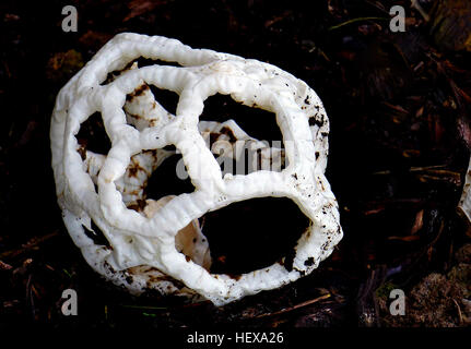 Ileodictyon Cibarium ist eine saprobiellen Art des Pilzes in der Familie Phallaceae. Es ist endemisch in Neuseeland, wo allgemein bekannt als der Korb-Pilz oder der weißen Korb Pilz in Anspielung auf den Fruchtkörpern, die etwas geformt sind gefällt, einen runden oder ovalen Ball mit Interlaced- oder vergitterten Niederlassungen. Während die unreifen Volvae sind essbar, ist der fällige Samenkörper übel riechenden und bedeckt mit einer Schutzschicht, die Sporen auf den inneren Oberflächen enthalten. Stockfoto