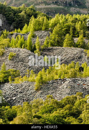 Silber Birken auf eine Geröllhalde Hodge enge Steinbruch, Lake District Stockfoto