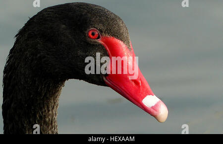 Der Schwarze Schwan (Cygnus atratus) ist der größte Feuchtvogel Neuseelands mit einer Höhe von 1,2 Metern und einem Gewicht von 5-6 kg. Ursprünglich aus Australien in den 1860er Jahren eingeführt, hat die Bevölkerung deutlich zugenommen, was zu Debatten darüber führte, ob mehr Vögel unabhängig angekommen sind. Er ist bekannt für sein schwarzes Gefieder und den roten Schnabel sowie für seinen unverwechselbaren schnurartigen Ruf. Stockfoto