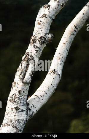 Birke Baum, Hodge Close, Cumbria Stockfoto