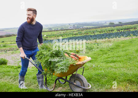 Mann auf Hof schieben Schubkarre Karotten Stockfoto