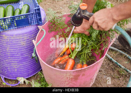 Menschenbild, die frisch geerntete Karotten in Trug spülen beschnitten Stockfoto