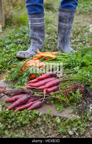 Beschnitten, Menschenbild, die Karotten zu ernten Stockfoto