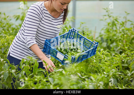 Frau im Folientunnel Ernte frische Chilischoten Stockfoto