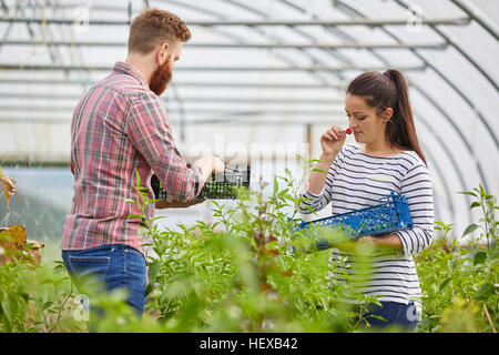 Paar im Folientunnel Ernte frische Chilischoten Stockfoto