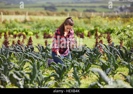 Frau im Gemüsegarten mit digital-Tablette Stockfoto