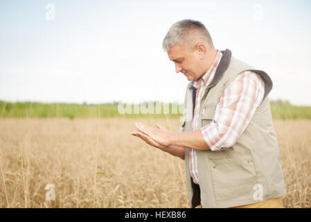 Landwirt in Weizen Feld Qualitätsprüfung Weizen Stockfoto