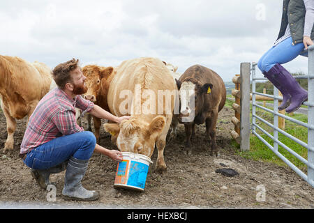 Mann auf Bauernhof Kuh aus Eimer Fütterung Stockfoto