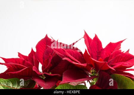 Baum Weihnachten Stern Weihnachtsstern rot auf weißem Hintergrund Stockfoto