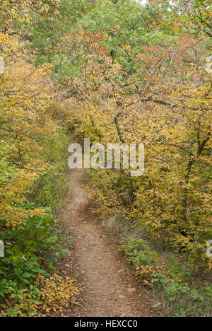 Steinigen Weg im Bergwald am Herbst Saison Krim-Halbinsel Stockfoto