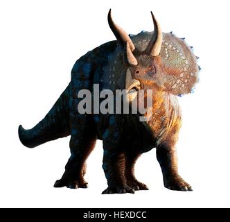 Artwork eines Triceratops Horridus Dinosauriers. Diese Tiere wurden häufig in der späten Kreidezeit vor etwa 70 Millionen Jahren bis zum Aussterben der Dinosaurier vor 65 Millionen Jahren. Triceratops war ein pflanzenfressender Dinosaurier, der eine Länge von bis zu neun Metern erreichen konnte. Seine Hörner und seinen Hals Schild verwendet, um sich gegen Angriffe zu verteidigen. Wie moderne Ebenen Tiere können sie gelebt haben in Herden, im heutigen Nordamerika. Stockfoto