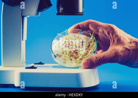 Die Samen keimen in einer Petrischale unter dem Mikroskop. Stockfoto