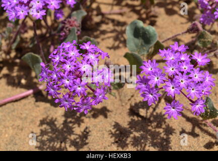 Nahaufnahme der Strand Sand Eisenkraut Blumen im Torrey Pines State Reserve Stockfoto