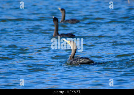 Drei große Kormoran (Phalacrocorax Carbo) Baden im Teich Stockfoto