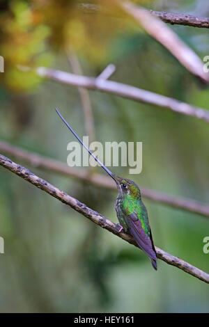 Schwert-billed Kolibri Ensifera Ensifera in Ecuador Stockfoto