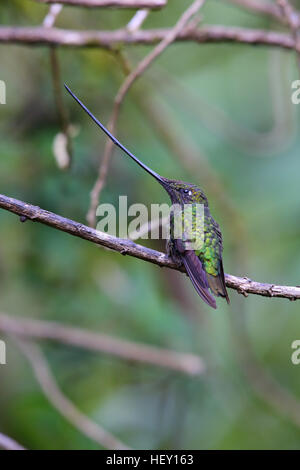 Schwert-billed Kolibri Ensifera Ensifera in Ecuador Stockfoto