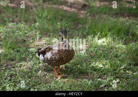 Schlichtkleid Drake Mallard (Anas Platyrhynchos) Stockfoto