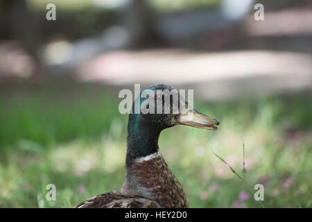 Nahaufnahme von einem Schlichtkleid Drake Mallard (Anas Platyrhynchos) Stockfoto