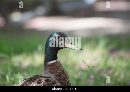 Nahaufnahme von einem Schlichtkleid Drake Mallard (Anas Platyrhynchos) Stockfoto