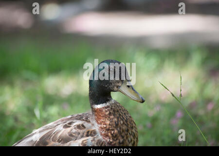 Nahaufnahme von einem Schlichtkleid Drake Mallard (Anas Platyrhynchos) Stockfoto