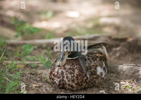 Schlichtkleid Drake (Anas Platyrhynchos) Stockfoto