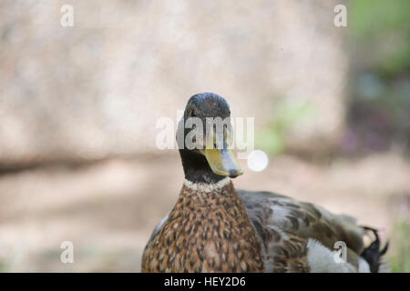 Schlichtkleid Drake (Anas Platyrhynchos) Stockfoto