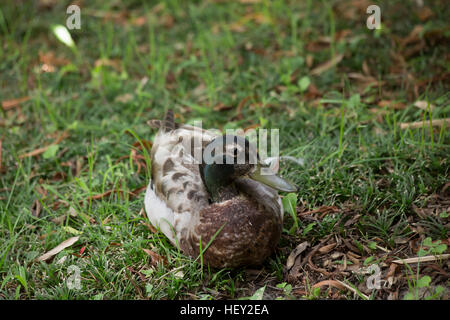 Schlichtkleid Stockente drake Stockfoto