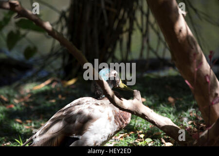 Schlichtkleid Stockente drake Stockfoto