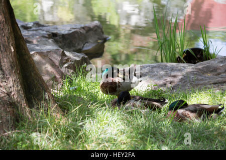 Schlichtkleid Stockente drake Stockfoto