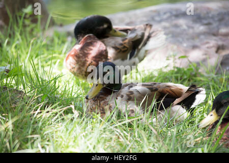 Schlichtkleid Stockente drake Stockfoto