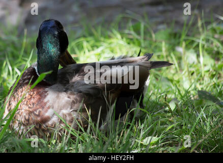 Schlichtkleid Stockente drake Stockfoto