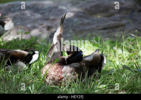 Schlichtkleid Stockente drake Stockfoto