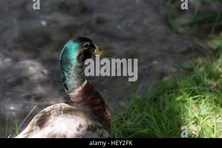 Schlichtkleid Stockente drake Stockfoto