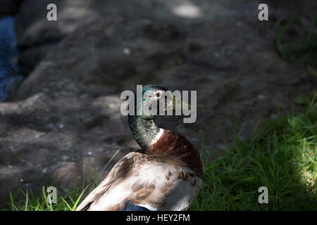 Schlichtkleid Stockente drake Stockfoto