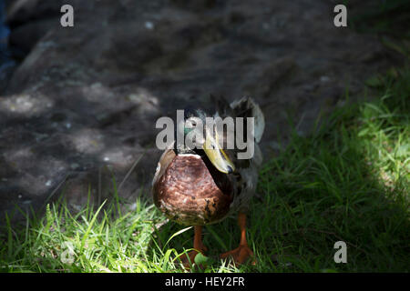 Schlichtkleid Stockente drake Stockfoto