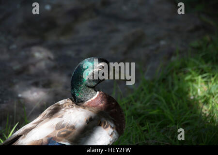 Schlichtkleid Stockente drake Stockfoto