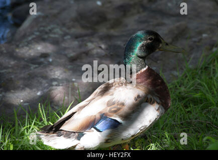 Schlichtkleid Stockente drake Stockfoto