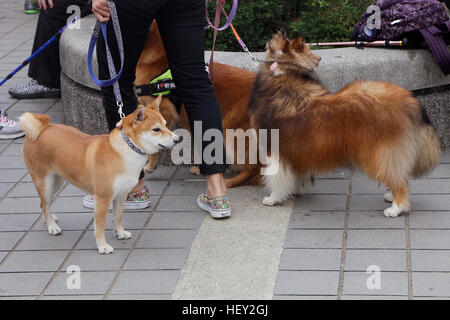 Drei Hunde an der Leine spazieren gehen. Stockfoto