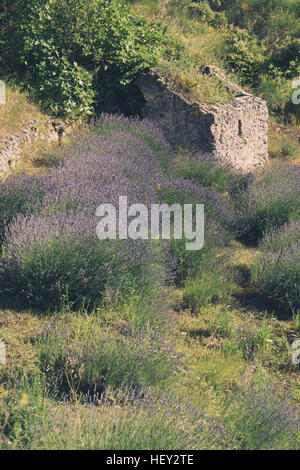 Eine alte Steinhaus auf der Insel Hvar, Kroatien inmitten der Lavendel in den terrassenförmig angelegten Feldern. Stockfoto