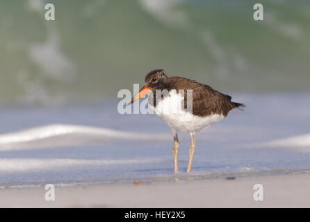 Amerikanische Austernfischer der jungen Küste von Florida Stockfoto