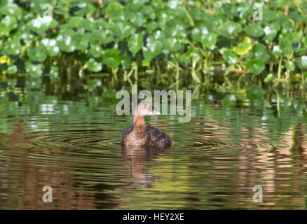 Trauerschnäpper abgerechnet Grebe in reflektierenden Wasser, Florida Stockfoto