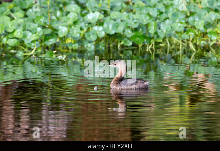 Trauerschnäpper abgerechnet Grebe in reflektierenden Wasser, Florida Stockfoto