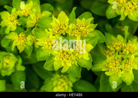 Kissen-Wolfsmilch, Euphorbia Epithymoides Sy polychromatischen in voller Blüte Stockfoto