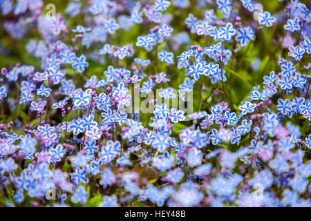 Omphalodes Cappadocica 'Starry Eyes' als kappadokischen Navelwort in voller Blüte kennen Stockfoto