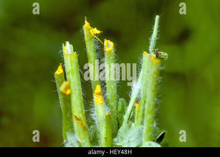 Chelidonium majus, auch bekannt als Greater Celandine, Killwort Wartwort Swallowwor A geschnittene Stämme, die mit gelben Latexstämmen tropfen, scheiden SAP Latex aus Stockfoto