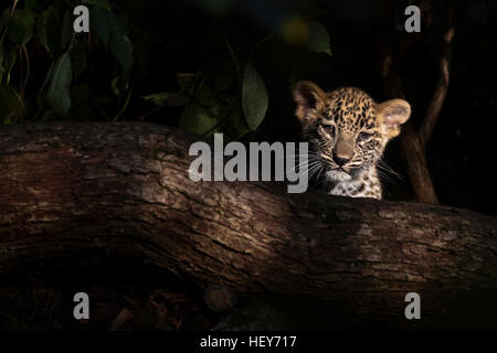 Zwölf Wochen alten persischen Leoparden Jungtier in der späten Nachmittag Sonne Stockfoto