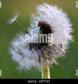 Löwenzahn Samen Kopf mit Samen, die teilweise wie weggeblasen und einen Samen isoliert auf eigene Stockfoto