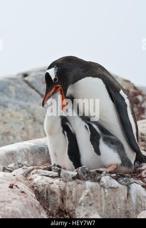 weibliche Gentoo Pinguinküken während der Fütterung Stockfoto