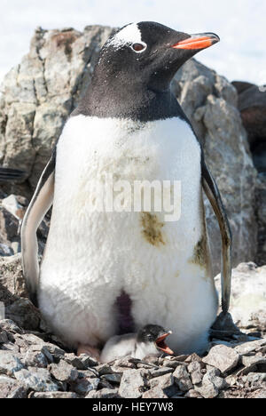 weibliche Gentoo Pinguin sitzt auf einem Nest mit frisch geschlüpften Küken Stockfoto