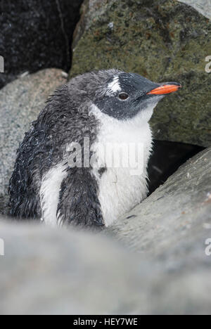 Gentoo Penguin Mauser Küken versteckt unter den Felsen im Regen Stockfoto